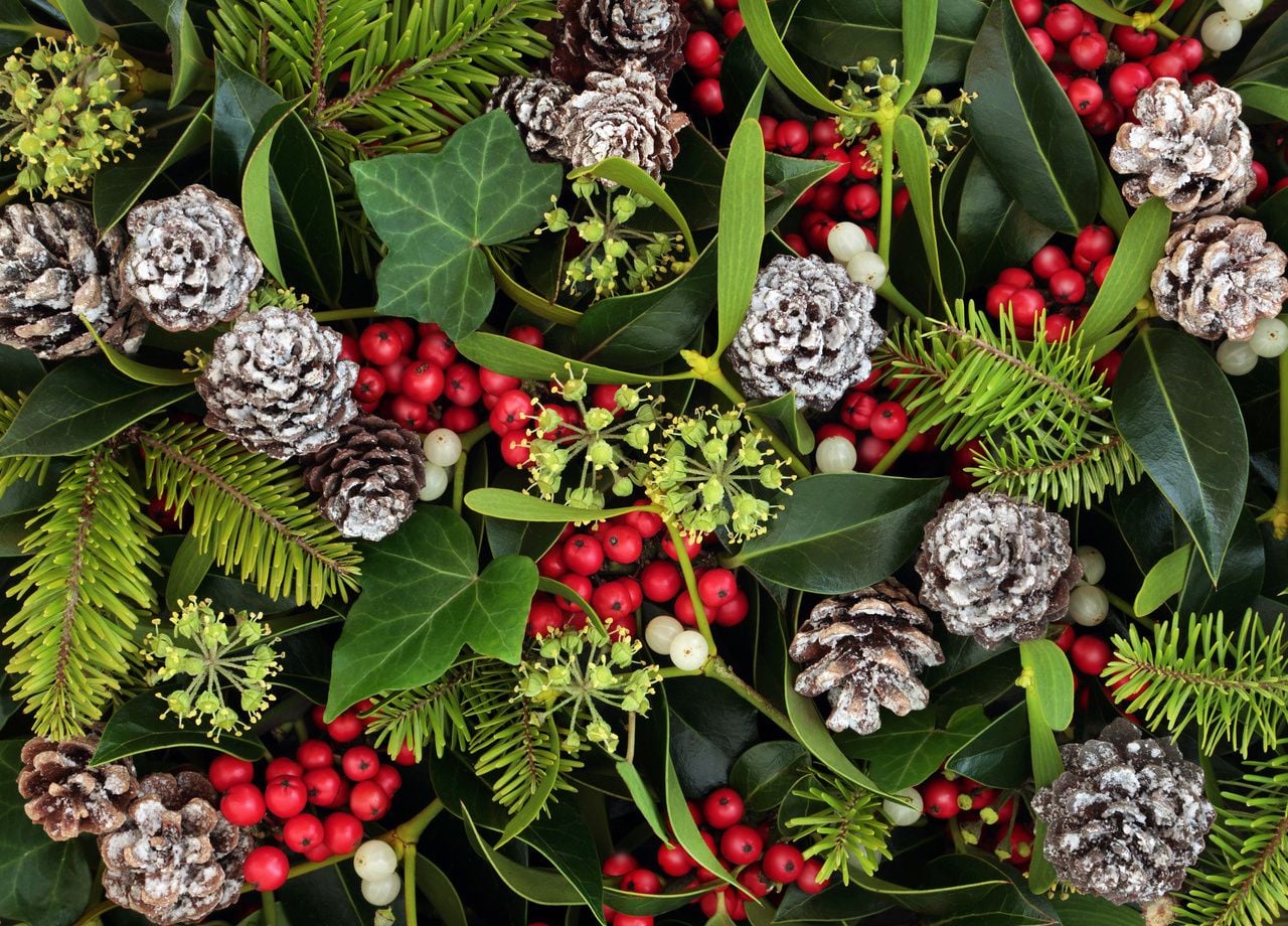 Abetos, muérdago, acebo... ¿Conoces las tradiciones y leyendas que rodean a las plantas navideñas?
