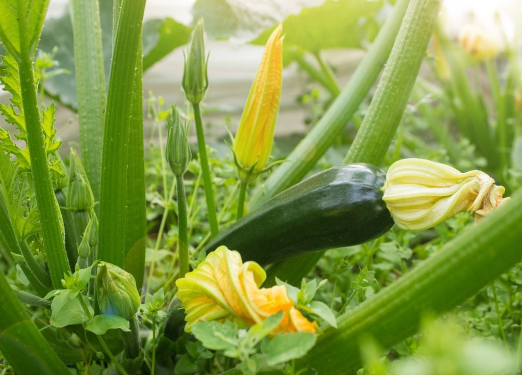 Les courgettes se forment rapidement après leur pollinisation. Les courgettes se forment rapidement après leur pollinisation.