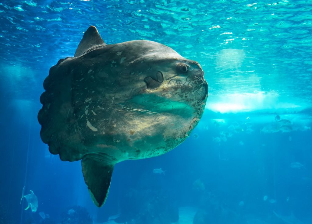 O maior peixe-lua do mundo