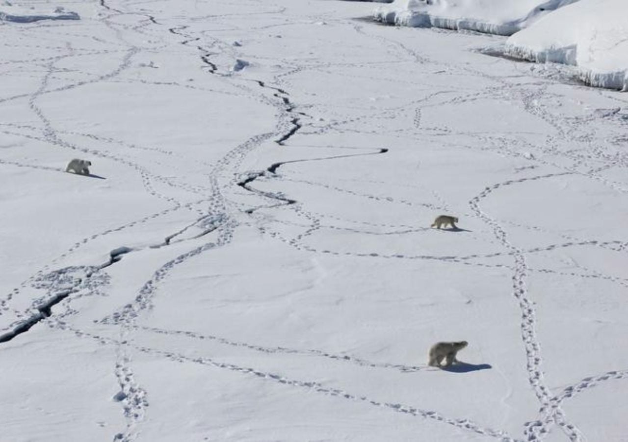 Drei ausgewachsene Eisbären durchbrechen das Meereis in Ostgrönland. Credit: Kristin Laidre/University of Washington.