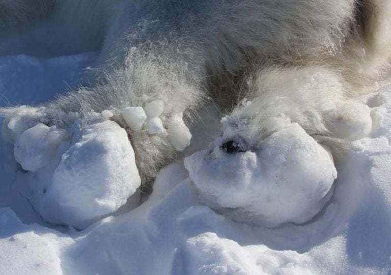 Polar bears are injuring their paws on Arctic ice due to warming temperatures