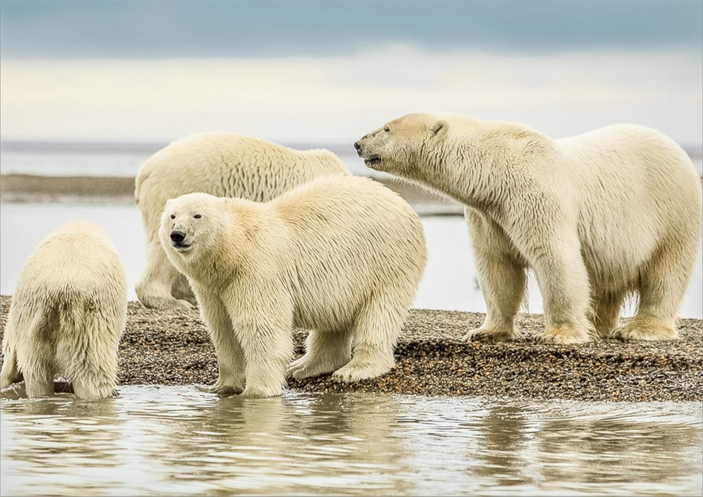 Gli orsi polari stanno lottando per adattarsi a stagioni sempre più lunghe senza ghiacci