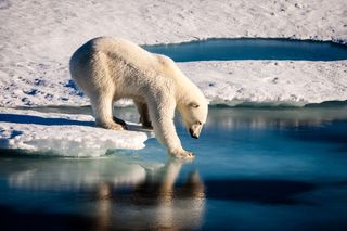 Polar bears live on ice, but climate change Is making It dangerous for them