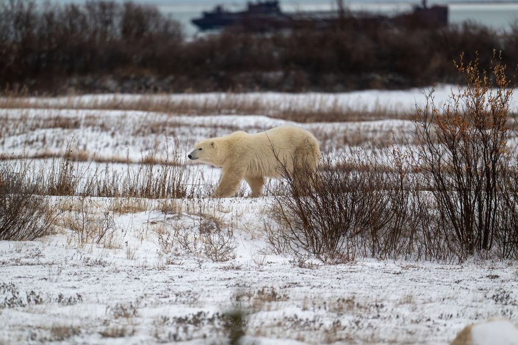 Jetzt bloß nicht aussteigen: Eisbar bei Churchill in der Provinz Manitoba. Foto: Adobe Stock