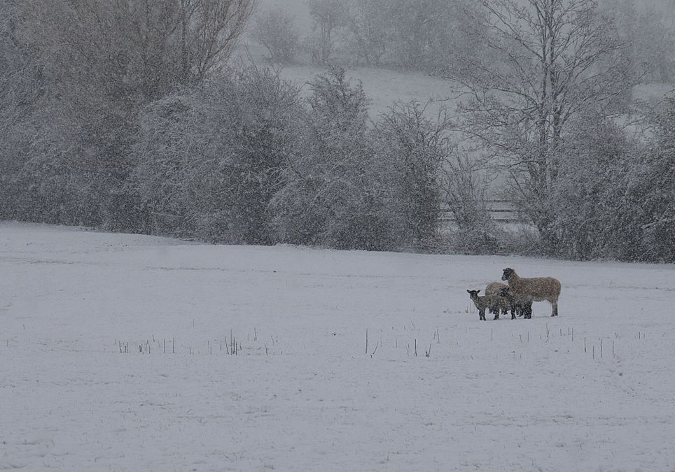 Polarpeitsche Polarpeitsche