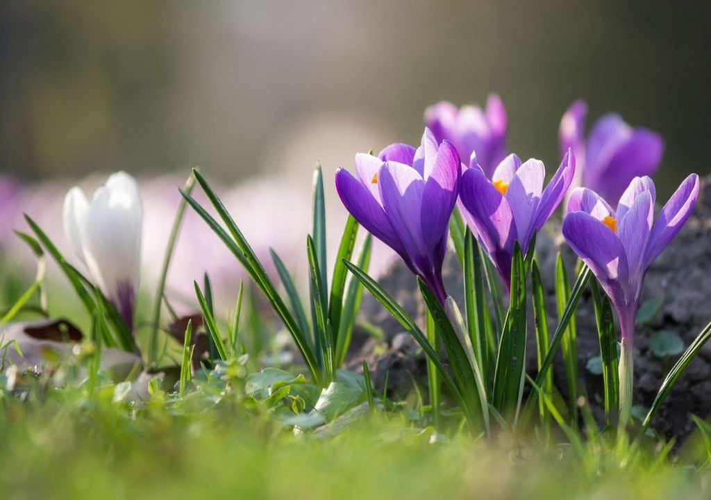 frühblüher, frühling, deutschland