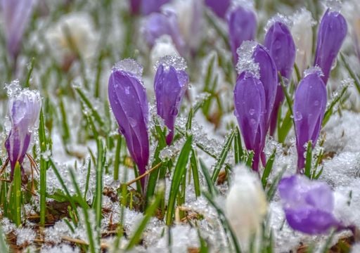Polarwirbel kippt im M&auml;rz: Kommt jetzt doch der sp&auml;te Wintereinbruch &ndash; oder beginnt der Fr&uuml;hling fr&uuml;her als gedacht?