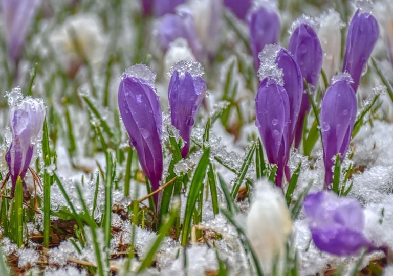 Polarwirbel kippt im M&auml;rz: Kommt jetzt doch der sp&auml;te Wintereinbruch &ndash; oder beginnt der Fr&uuml;hling fr&uuml;her als gedacht?
