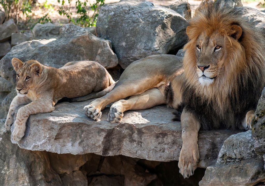 Animales zoo