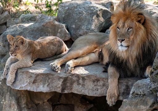 Un zoo de Dinamarca pide donar mascotas para alimentar a sus predadores. ¿Ética animal o naturaleza animal?