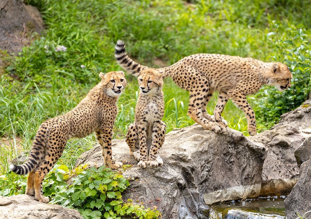 alimentando linces alimentando linces