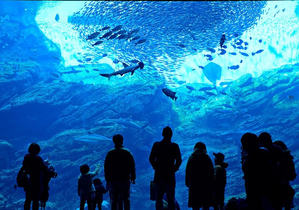 acuario peces acuario peces