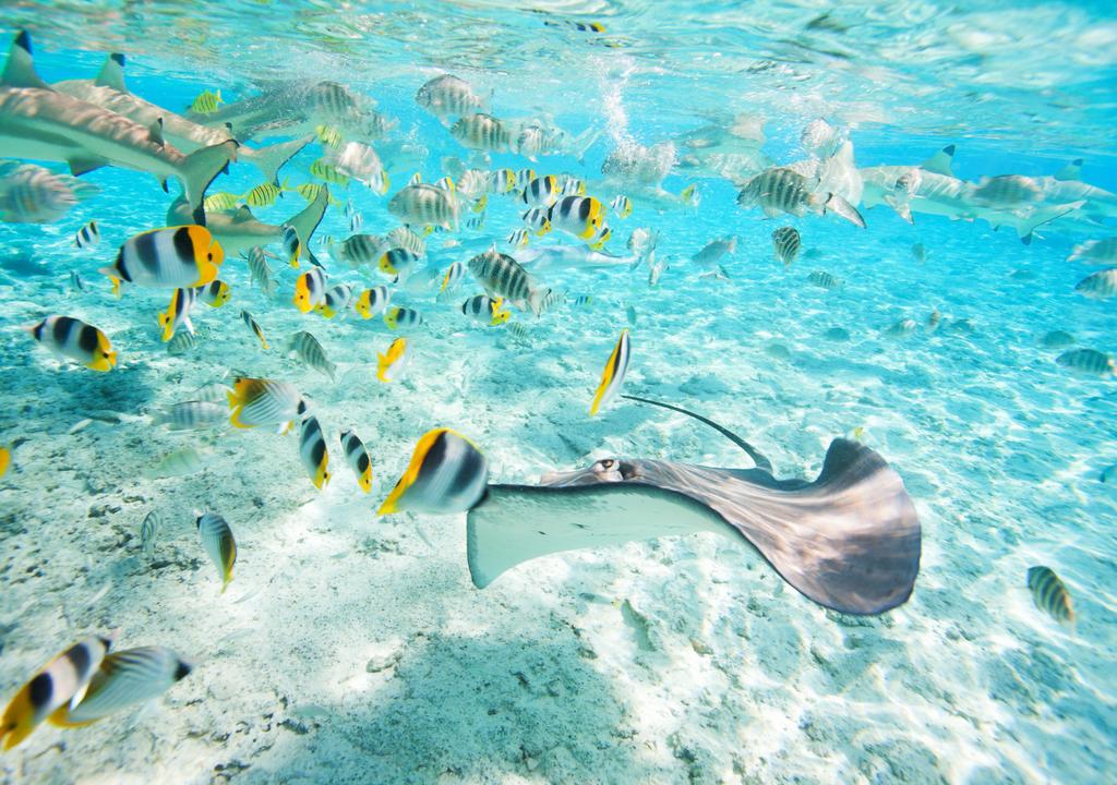 Bajo las aguas de la Polinesia Francesa convive una de las biodiversidades marinas más ricas del Pacífico.