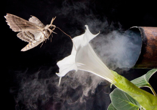 Polinización nocturna en peligro: revelan efecto de la contaminación del aire en el aroma de las flores