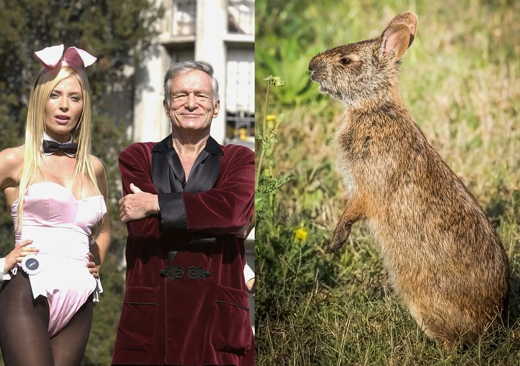 Hefner rabbit