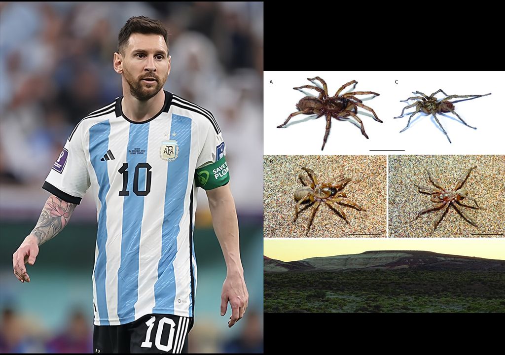 Messi insectos
