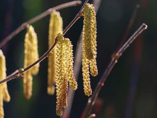 Pollen-Alarm: Schwere Zeiten für Allergiker!