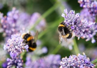 Pollen time capsules reveal changes in bumblebee-flora interactions and biodiversity