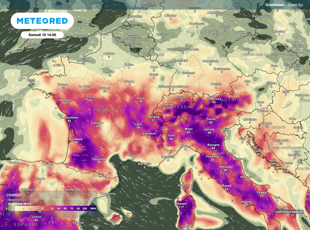 Les graminées devraient se présenter surtout sur la moitié sud d'ici ce week-end en France. Les graminées devraient se présenter surtout sur la moitié sud d'ici ce week-end en France.