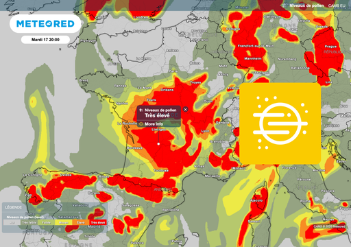 Pollens en France : allergiques au bouleau prudence ! Voici les pr&eacute;visions m&eacute;t&eacute;o pour ces prochains jours