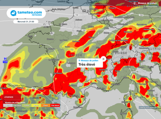 Pollens : l'alerte rouge déclenchée en France. Quelles régions sont concernées ? 