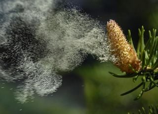 Pollens : quelle situation pour ces prochains jours en France ?