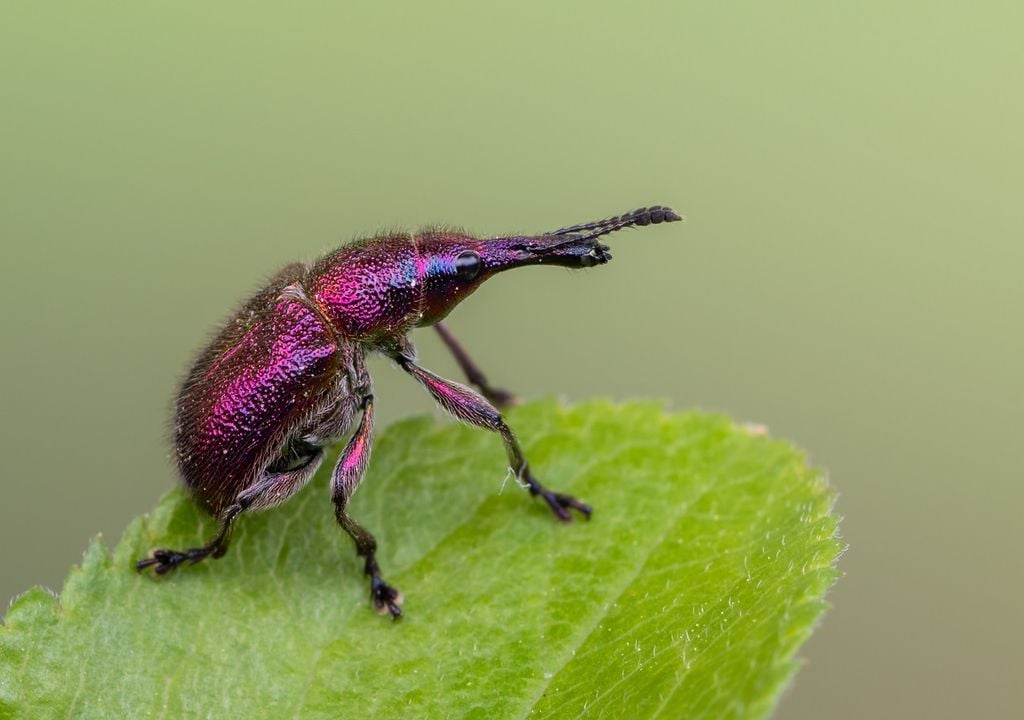 Pollinators attracted to humidity as well as scent, research finds