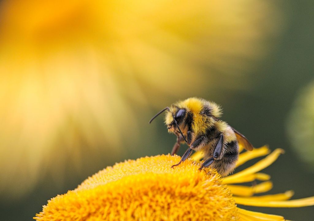 Pollinators disrupted by pollution’s stink
