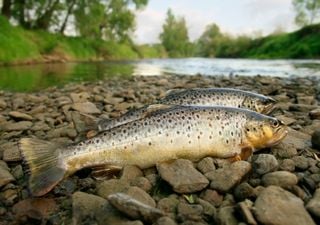 Pollution causes "significant fish kill" in Northern Ireland river