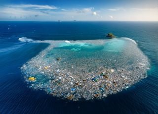 Contaminación: ¿cómo algunas especies marinas utilizan nuestros desechos para sobrevivir?