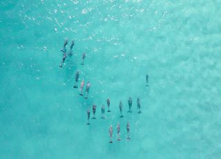 Poluição sonora humana pode influenciar como os golfinhos se comunicam!