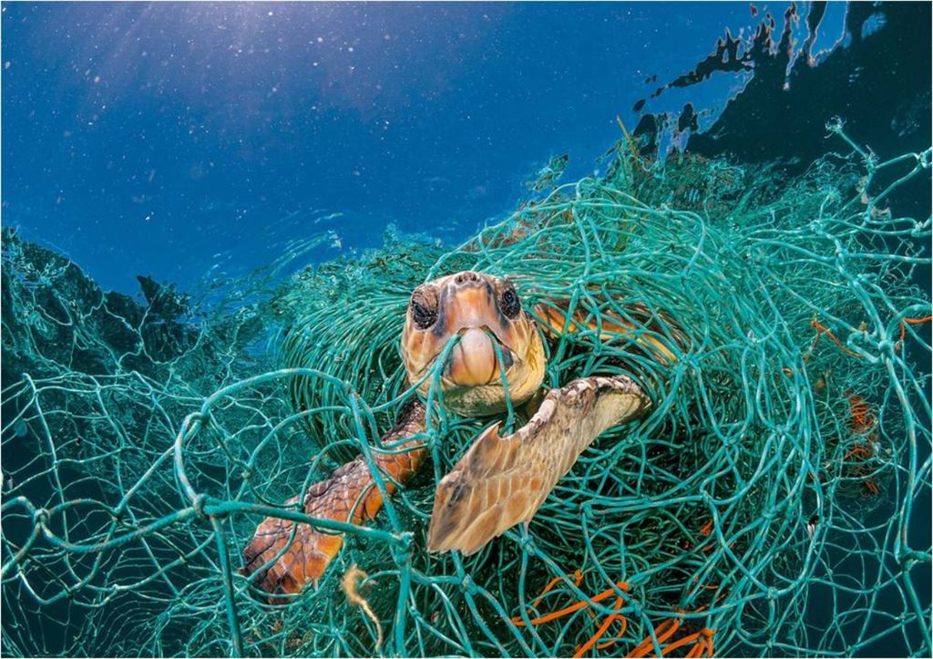 lixo plástico, oceano, animais lixo plástico, oceano, animais