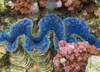 Polynésie française : manger des mollusques serait cancérigène !