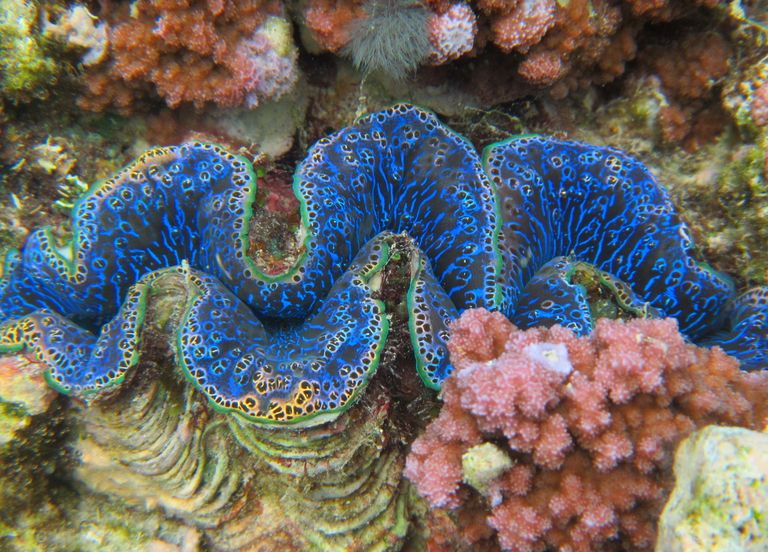 Polynésie française : manger des mollusques serait cancérigène ! Polynésie française : manger des mollusques serait cancérigène !