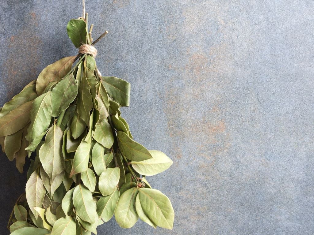 En la tradición del Feng Shui, la hoja de laurel es valorada como un amuleto natural de victoria, prosperidad y protección energética para el hogar.