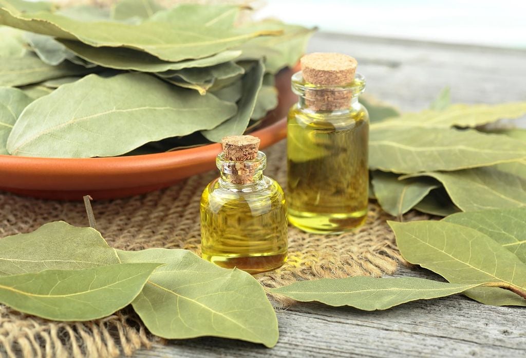 Ubicar una hoja de laurel seca en el marco posterior de la entrada principal busca filtrar la energía que ingresa y atraer oportunidades laborales y económicas.