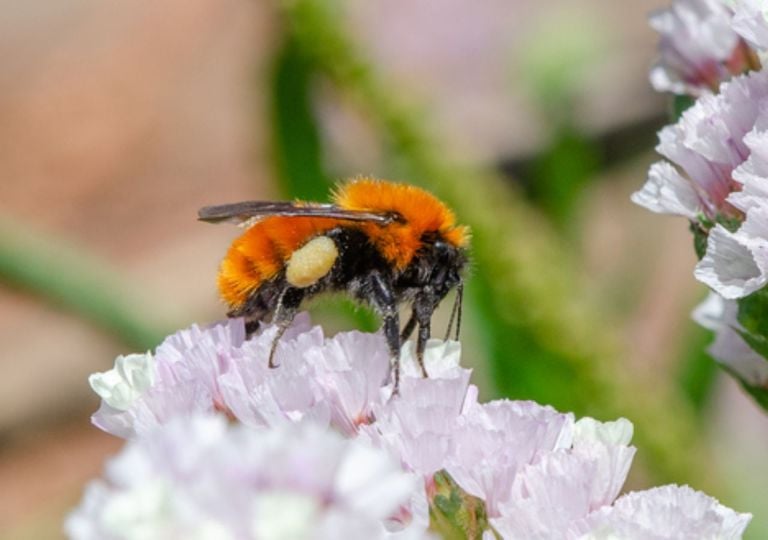 Poniendo oreja al zumbido: crean técnica sonora para salvar al abejorro patagónico
