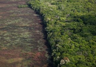 Ponto de inflexão na Amazônia: estudo traz os limites para se evitar o colapso do bioma até 2050!