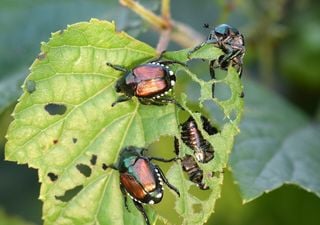 Popillia Japonica: ecco come eliminarla da orti e giardini
