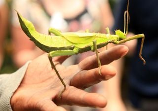 População de insetos: de vizinhos incómodos a vizinhos amigos 