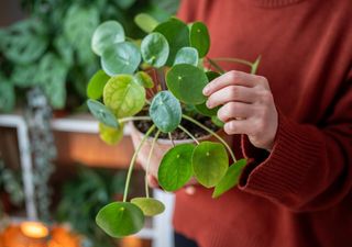Por estas razones tu pilea se muere de repente y no lo sabías