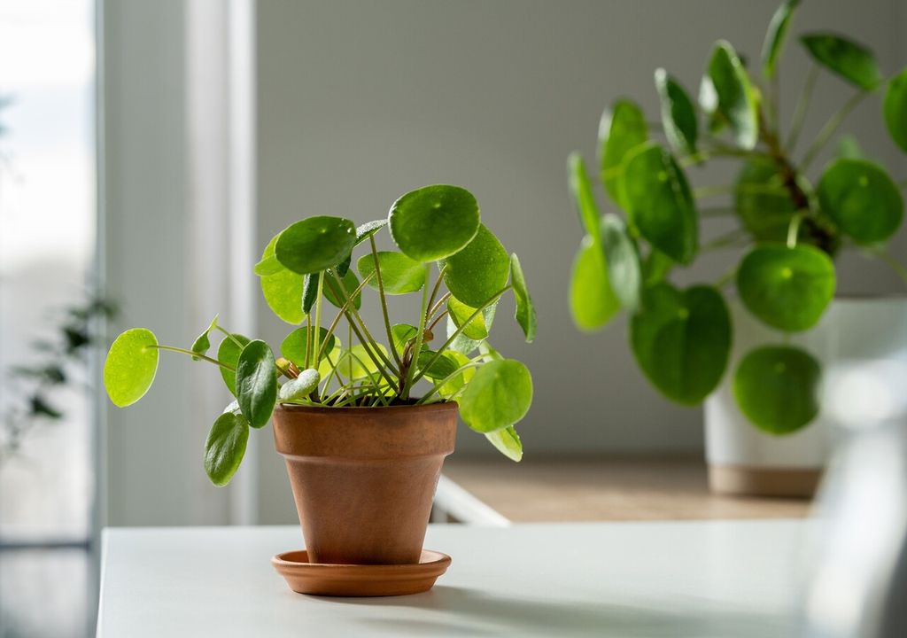 maceta pilea maceta pilea