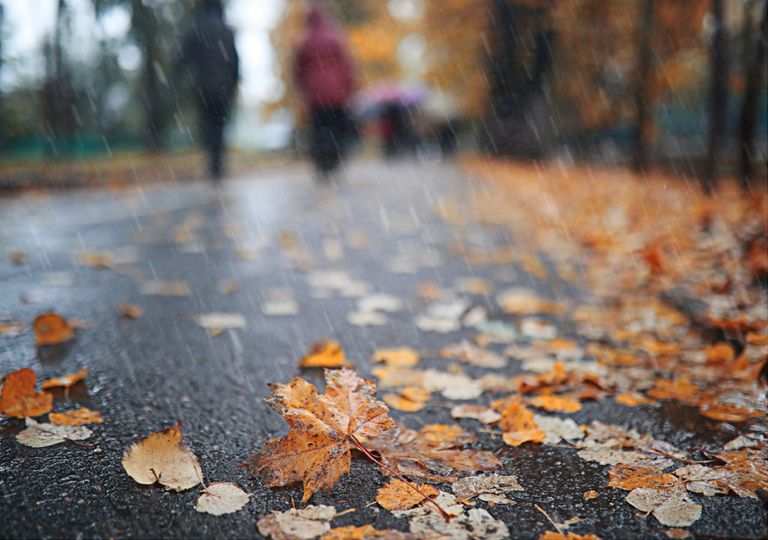 Hojas otoñales y lluvia en un aprque Hojas otoñales y lluvia en un aprque