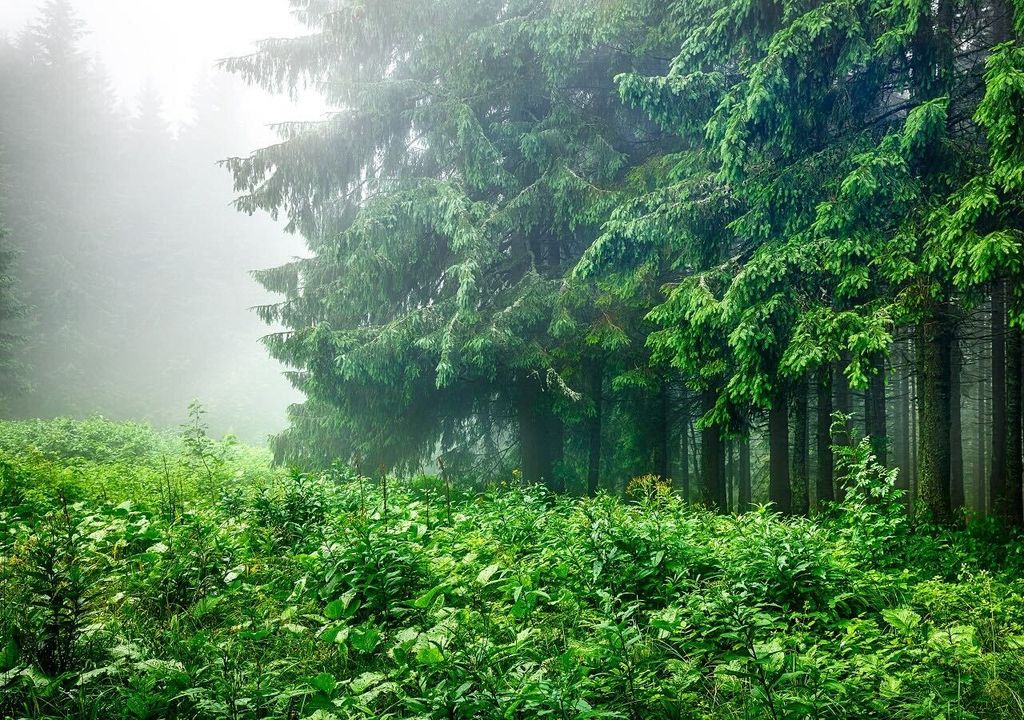 Semana húmeda en México