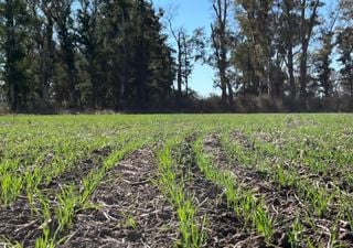 Por la falta de lluvias y las extensas heladas, la cosecha de trigo perdió potencial de rendimiento