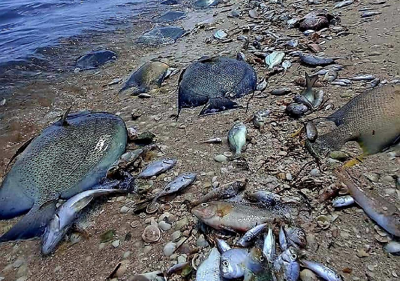 Miles de peces muertos por marea roja en Yucatán