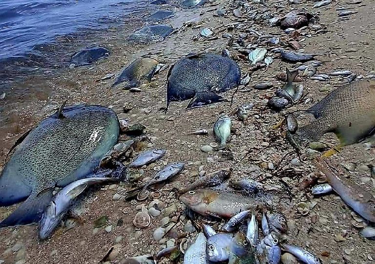 Miles de peces muertos por marea roja en Yucatán Miles de peces muertos por marea roja en Yucatán