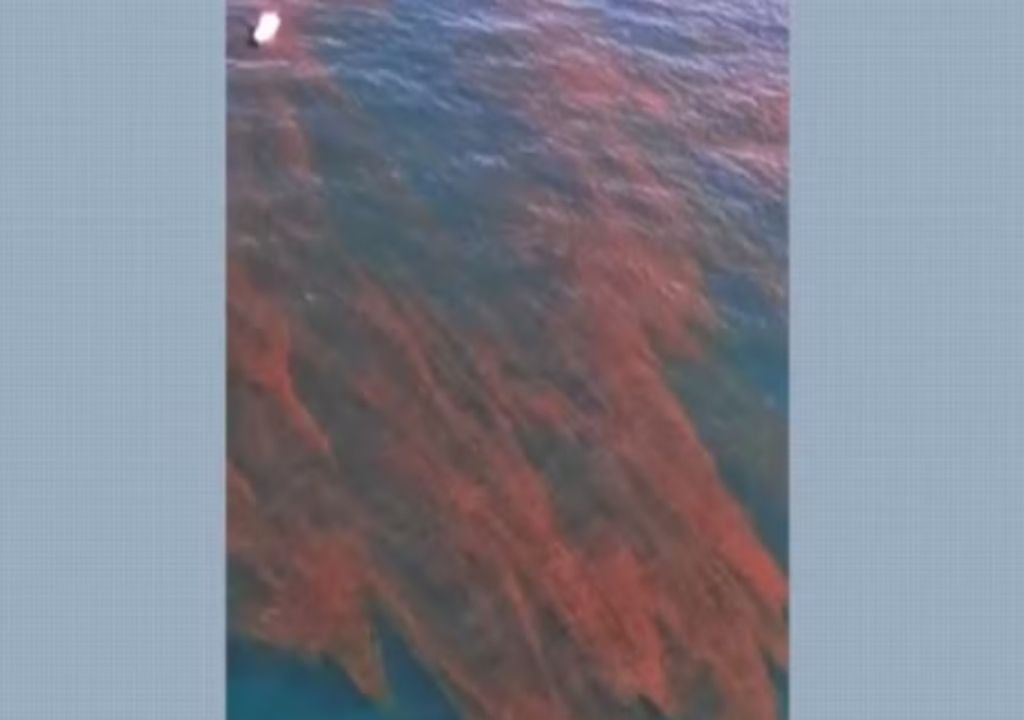 Cetesb monitora proliferação de algas nocivas no Canal de São Sebastião. Foto: Reprodução/ Rafael Mesquita/ G1