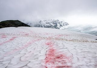 Por que a neve ficou rosa numa geleira dos alpes italianos?