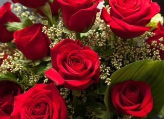 Por que a rosa vermelha virou símbolo de amor e romantismo? Entenda